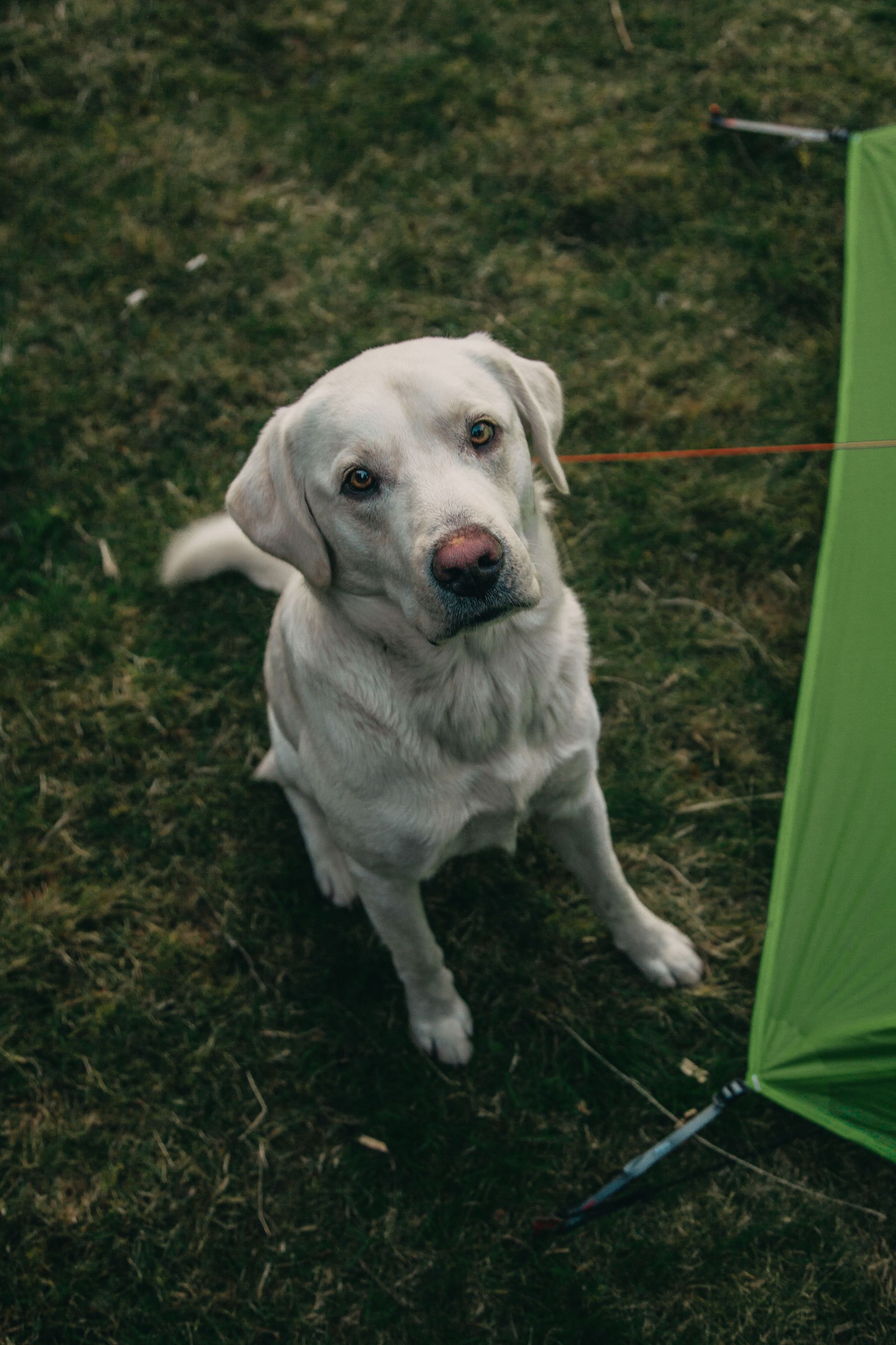 Honden welkom!