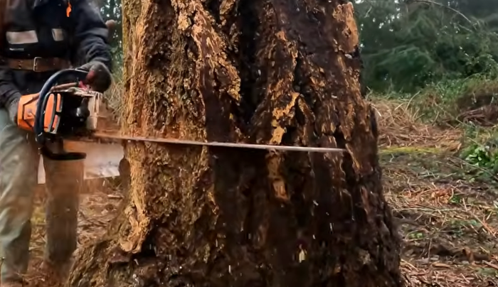 Image of a person cutting into a tree with a chainsaw.