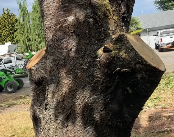 Tree in the process of trimming with two limbs removed