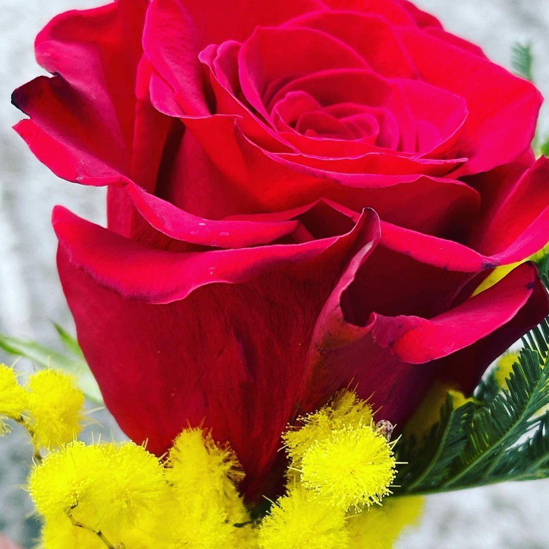 rosa rossa e mimose