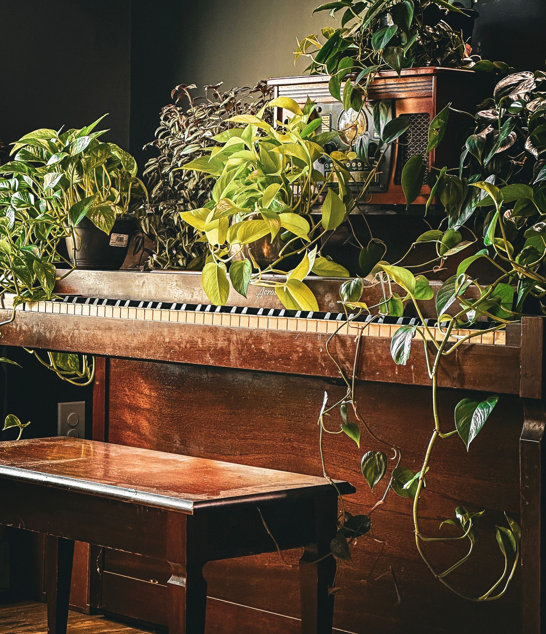 Sunlit wooden table with potted trailing houseplants in a cozy indoor corner.