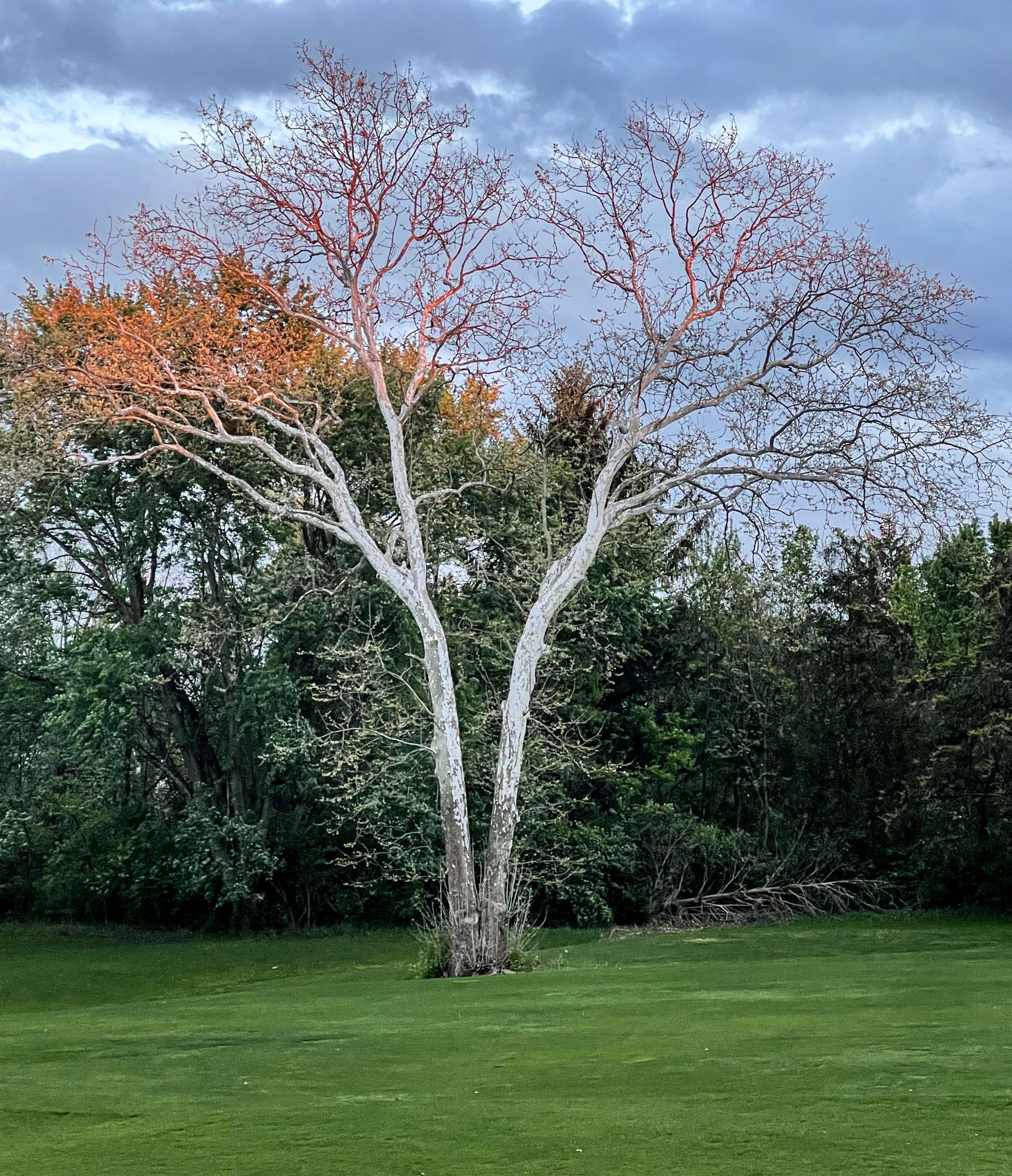 Tall white oak tree reaching toward a cloudy sky and surrounded by lush greenery.