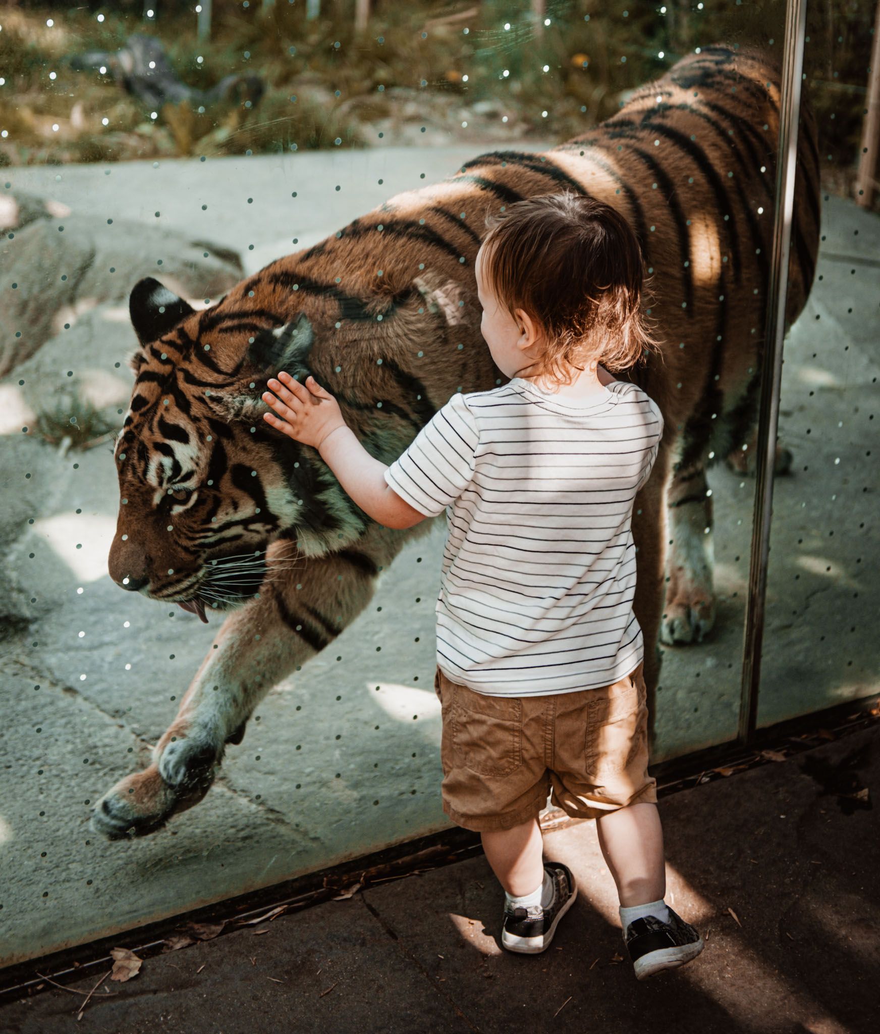 Young child reaching toward a tiger behind glass at a zoo exhibit