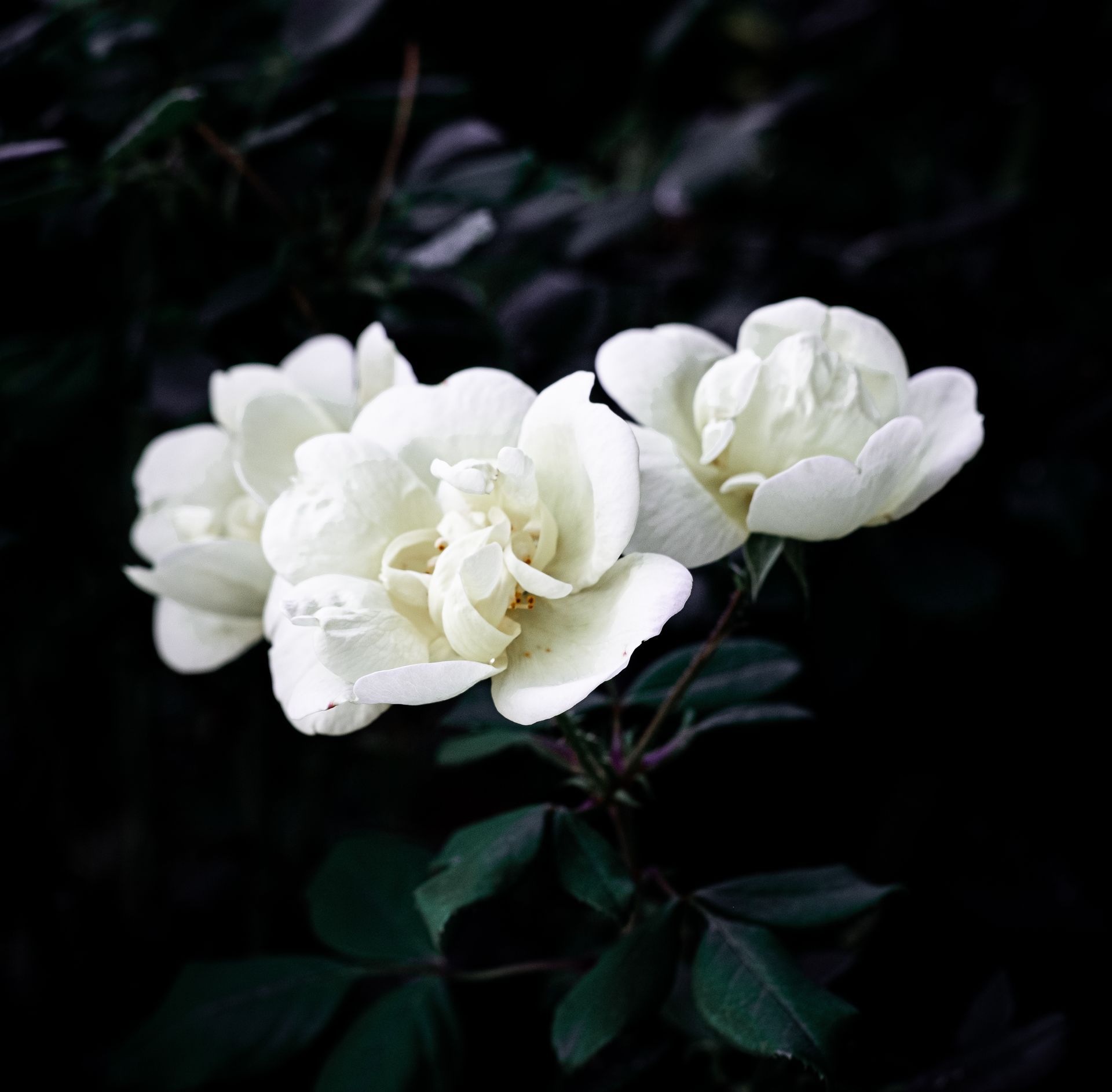 Three white flowers blooming against a dark leafy background