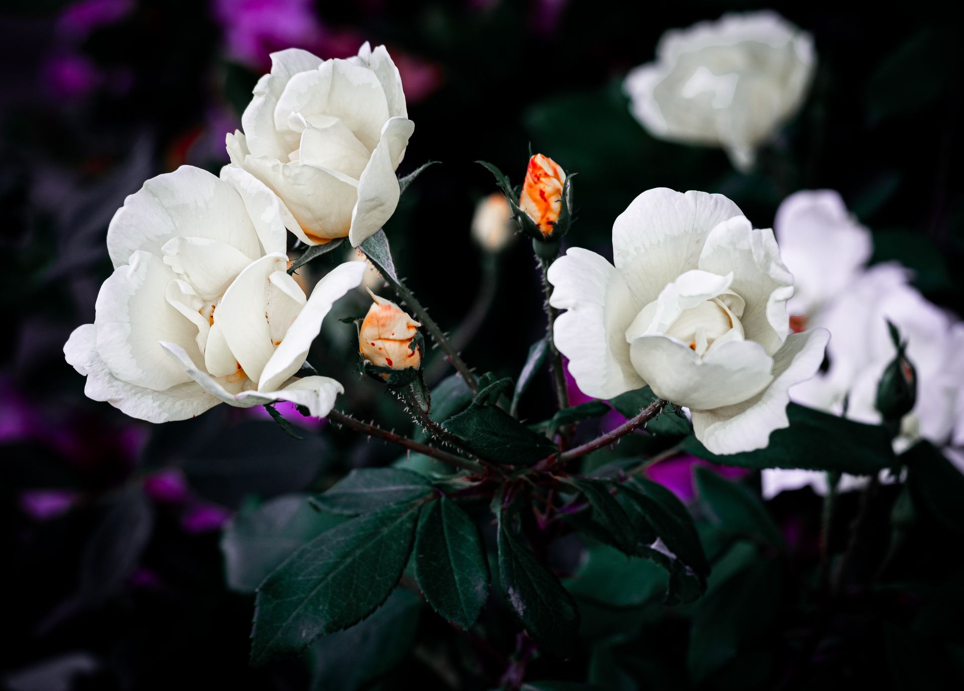 White roses with dark green leaves against a dark background