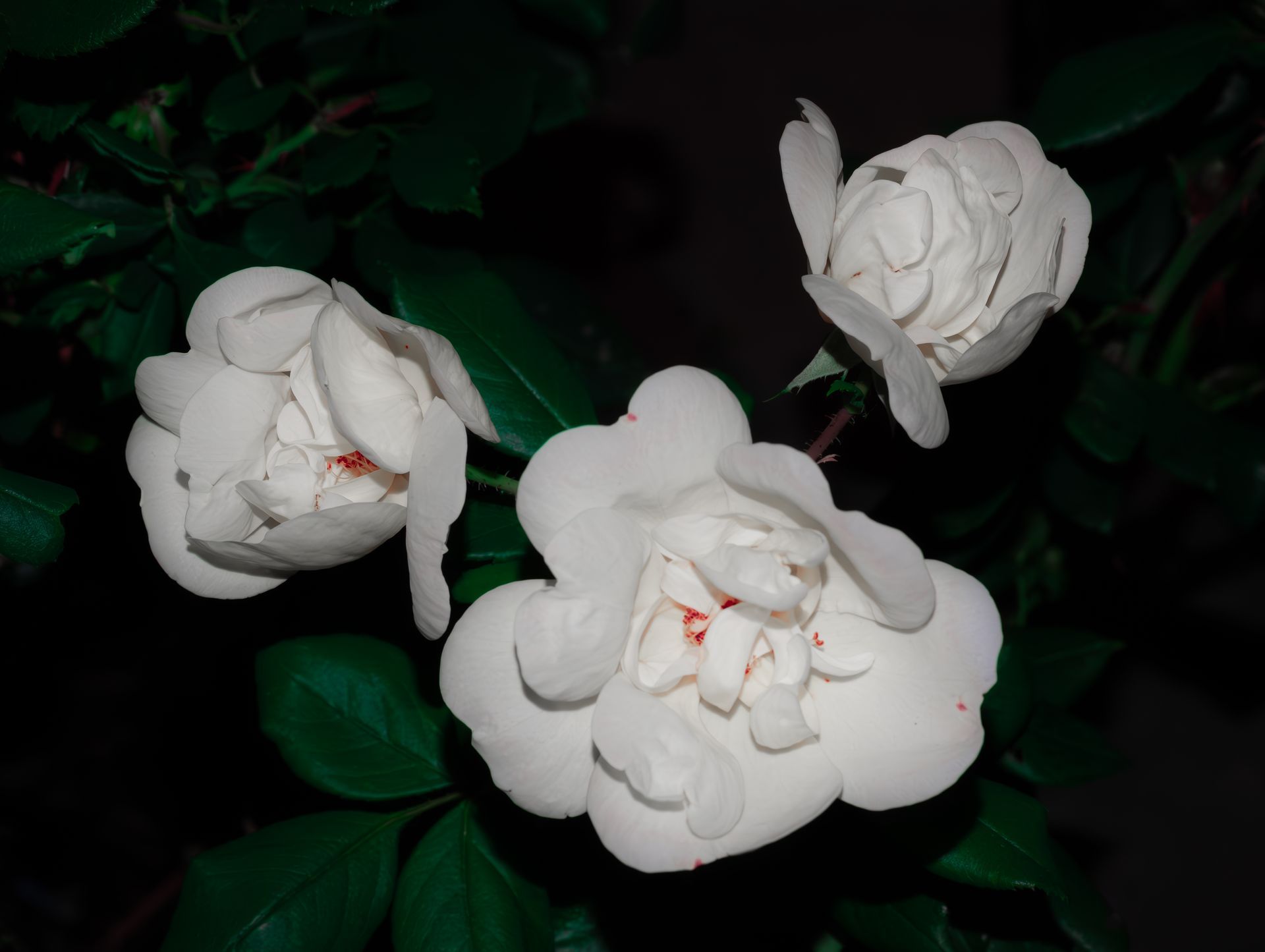 White flowers with green leaves against a dark background