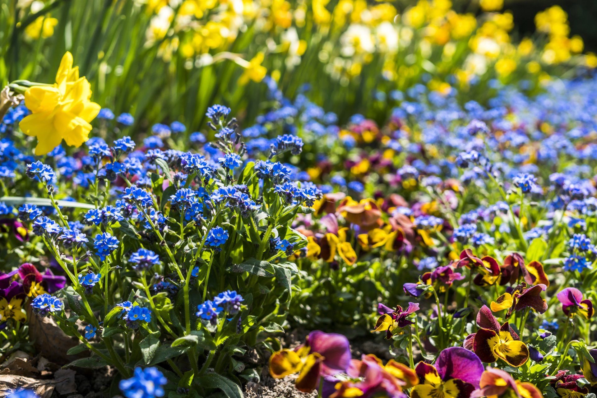 A close-up of long island landscaping flowers