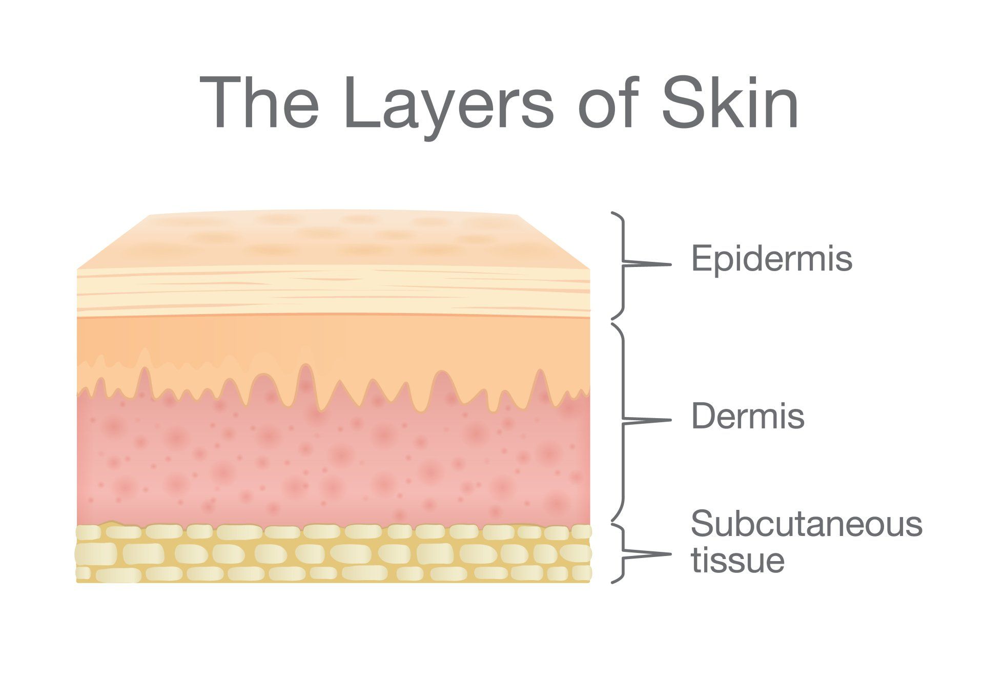 Image of the three layers of skin. Dr. Hazany, dermatologist of Beverly Hills treats acne scars from the epidermis, dermis, and subcutaneous tissue