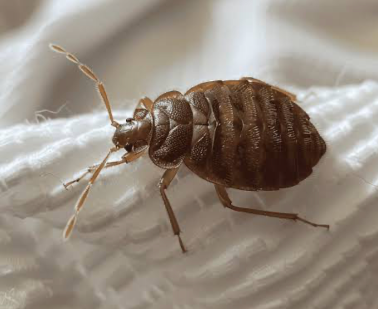 Bed Bug Control in Lake Wylie