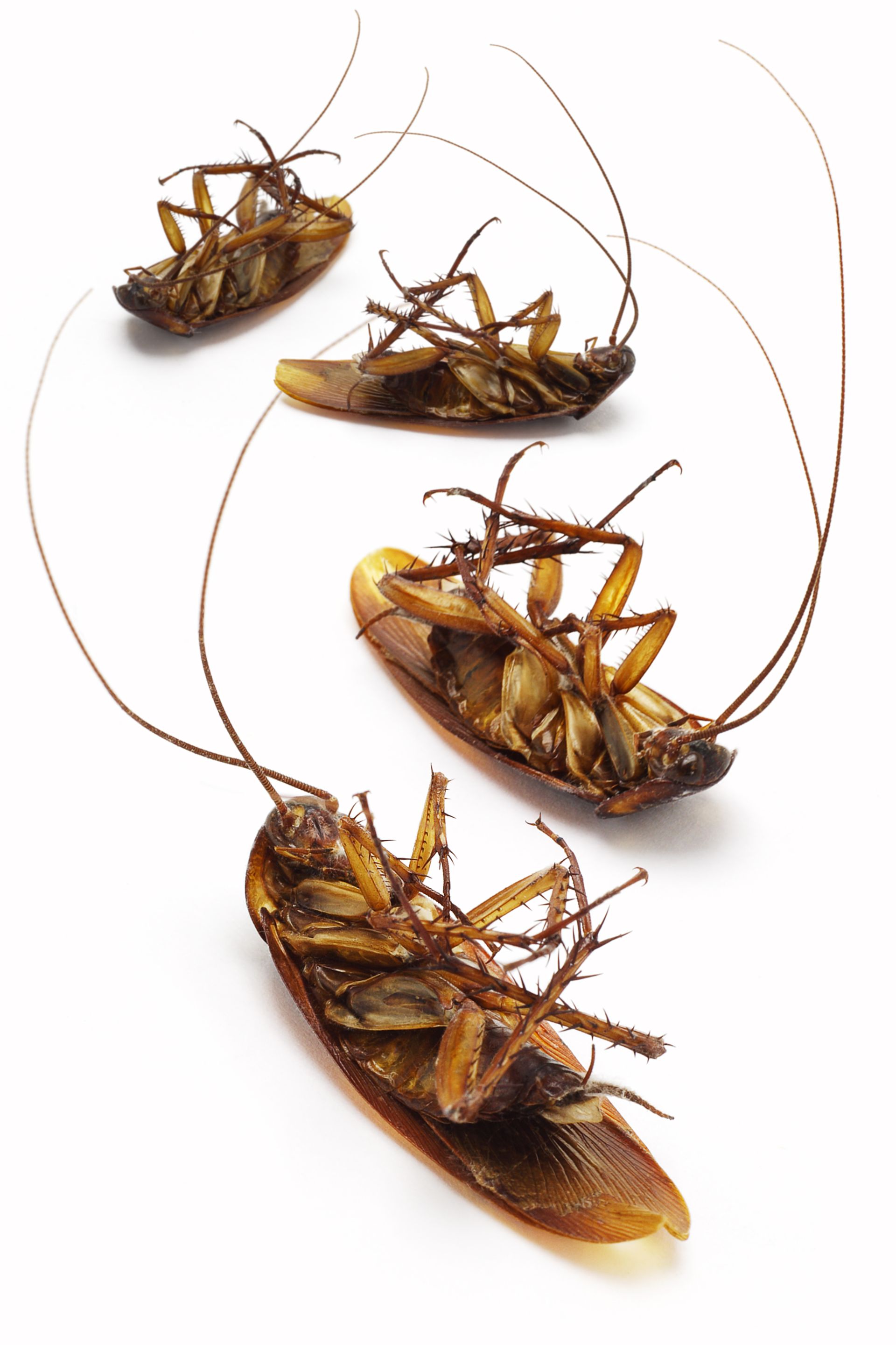 cockroaches lay dead inside commercial building after extermination