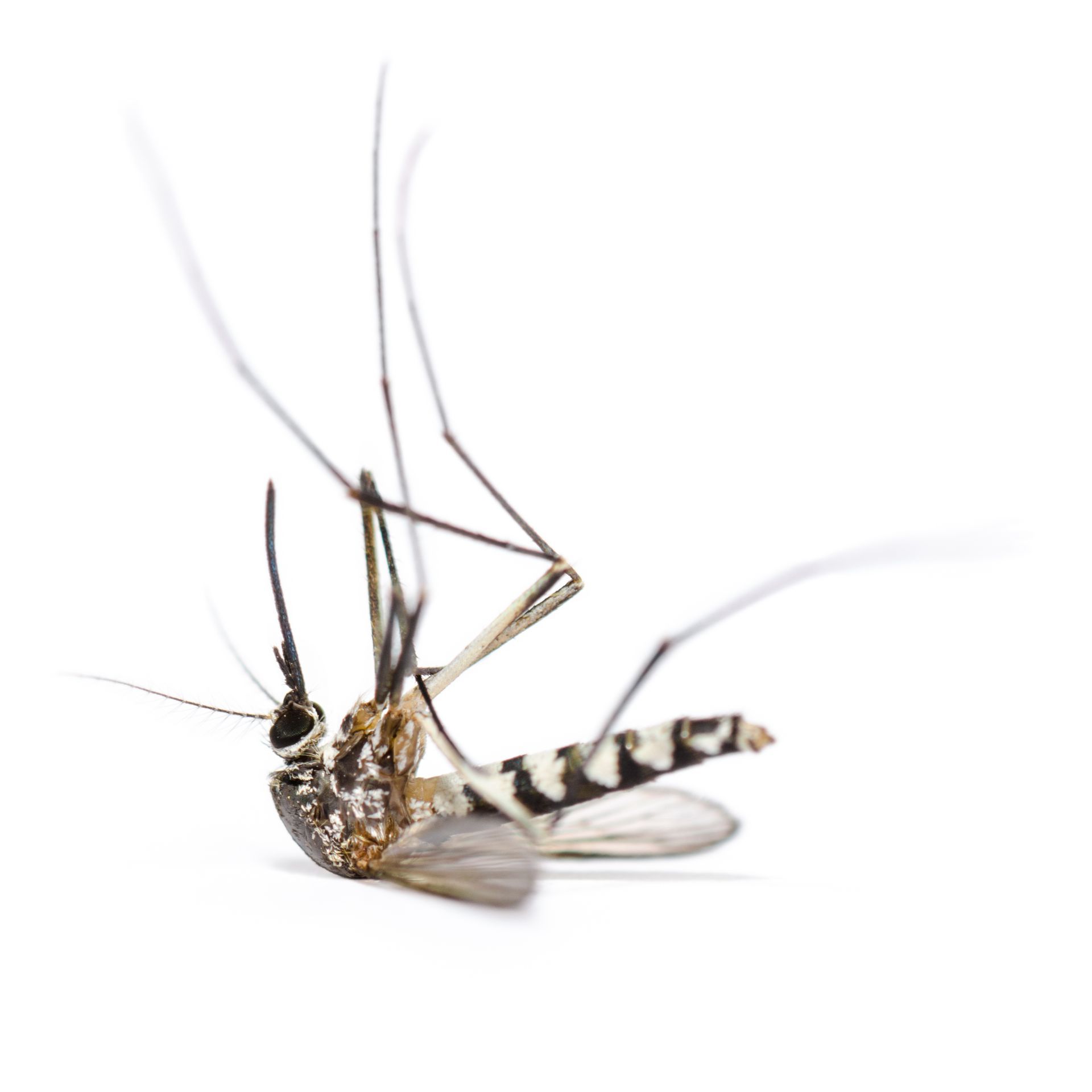 Mosquito & Fire Ant Control in Lake Wylie 