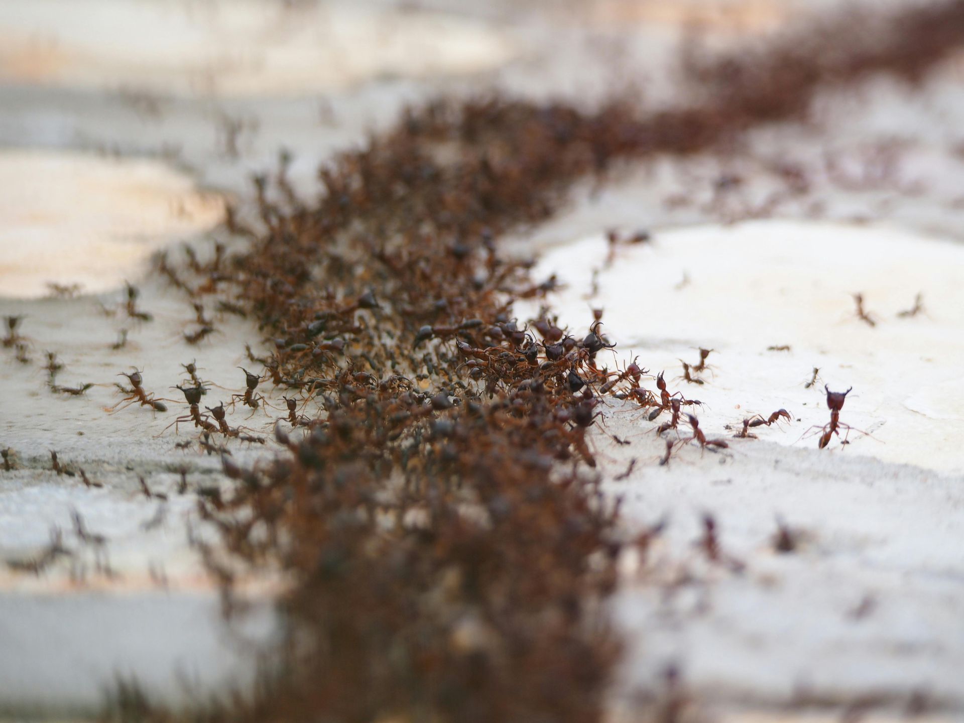 fire ants gathering outside 