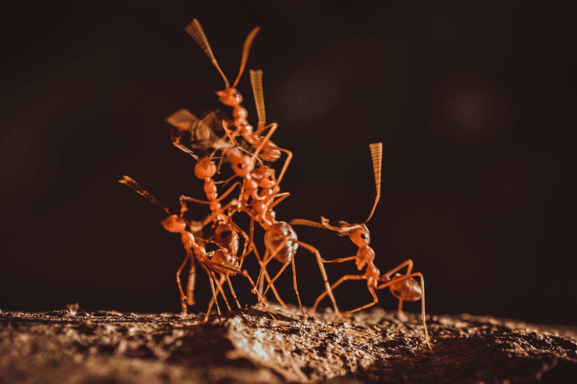 ants gathering outside of commercial property