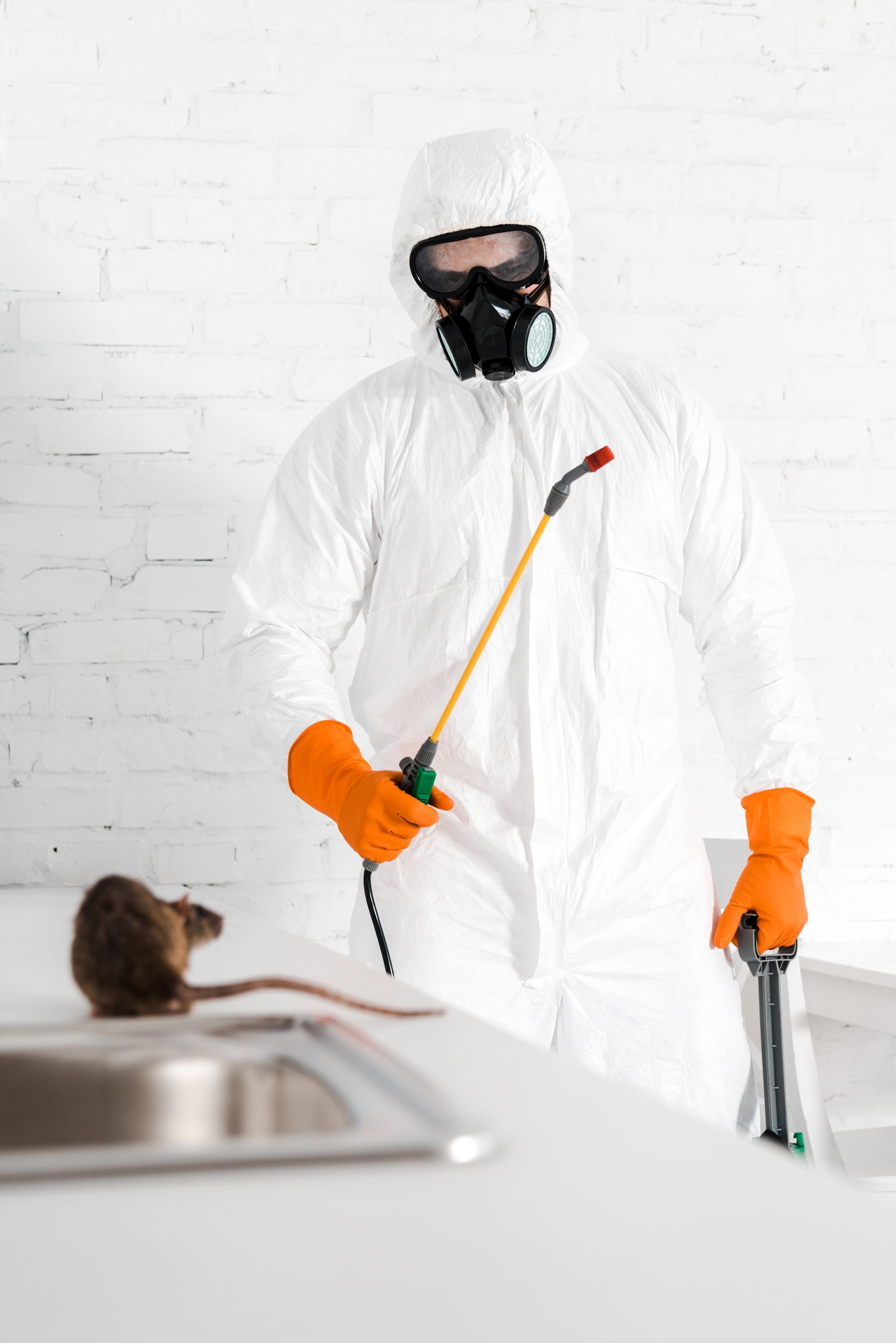 worker getting rid of a rodent