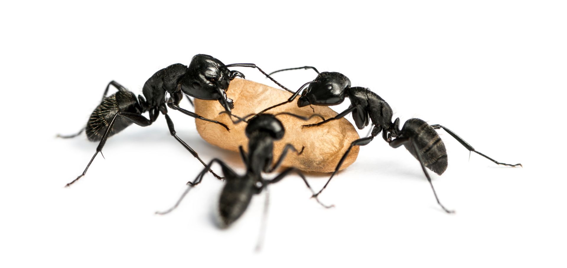 A group of black ants are eating a piece of food.