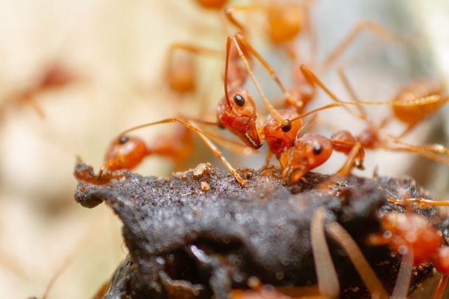 Mosquito & Fire Ant Control in Gaffney