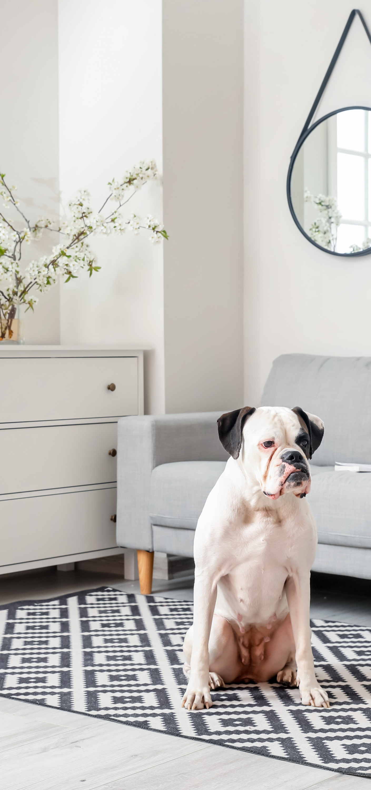 Rescue Dog in Living Room