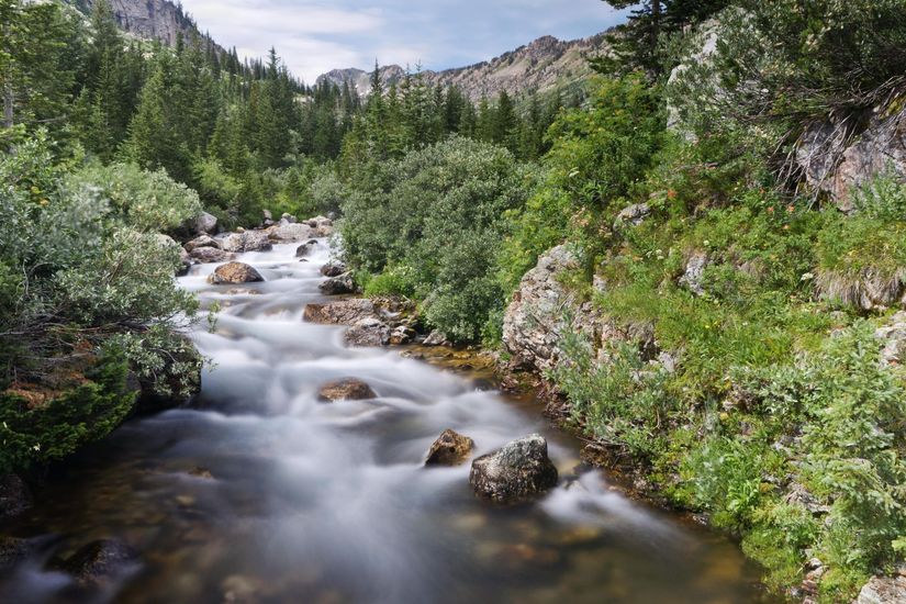 A river flowing through a lush green forest in the mountains