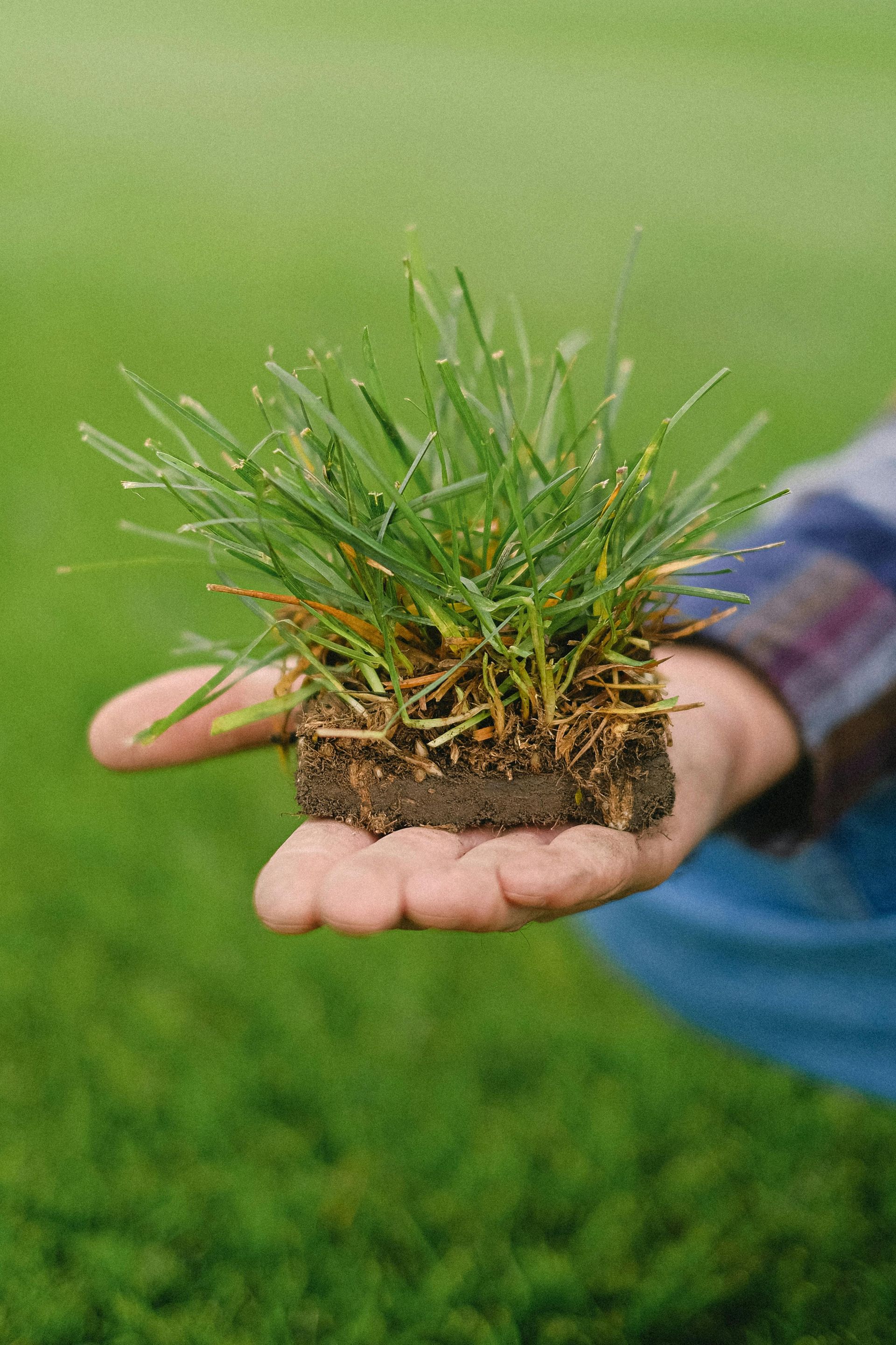 Hand holding a square of grass with visible roots, dew drops on blades, in front of a green field.