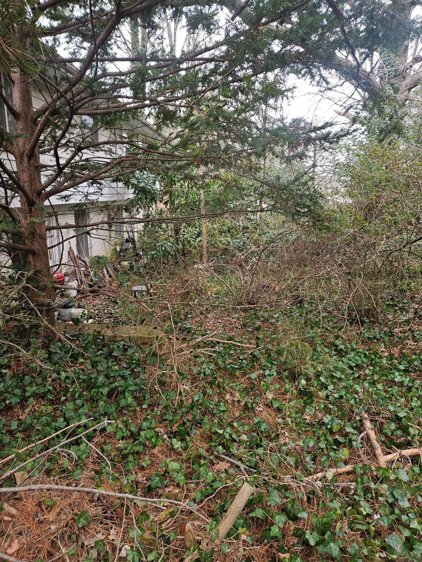 Overgrown yard with dense brush and vines. A building is visible in the background, partially obscured by foliage.