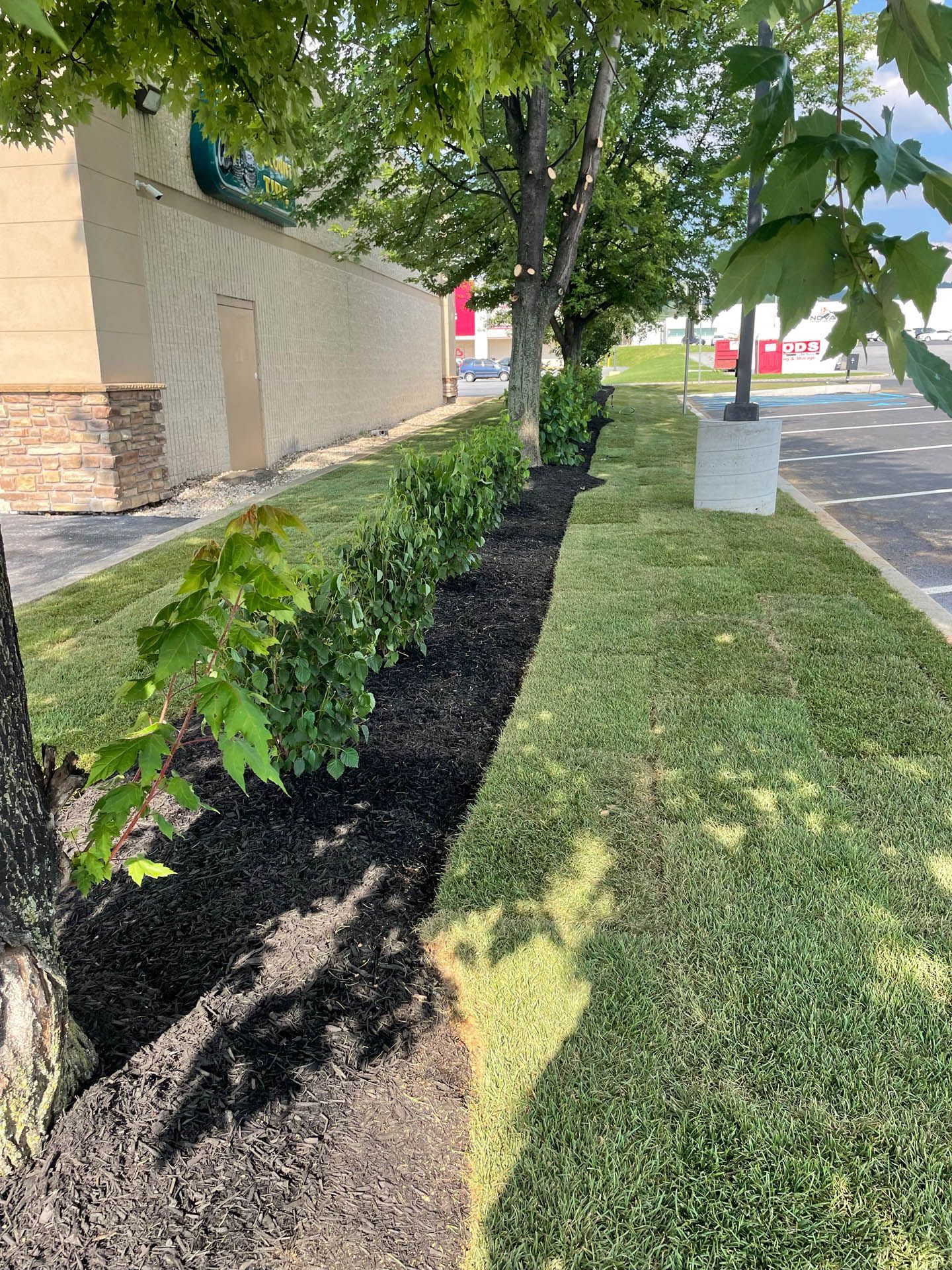Trees and shrubs with dark mulch in a grassy area next to a building and road.