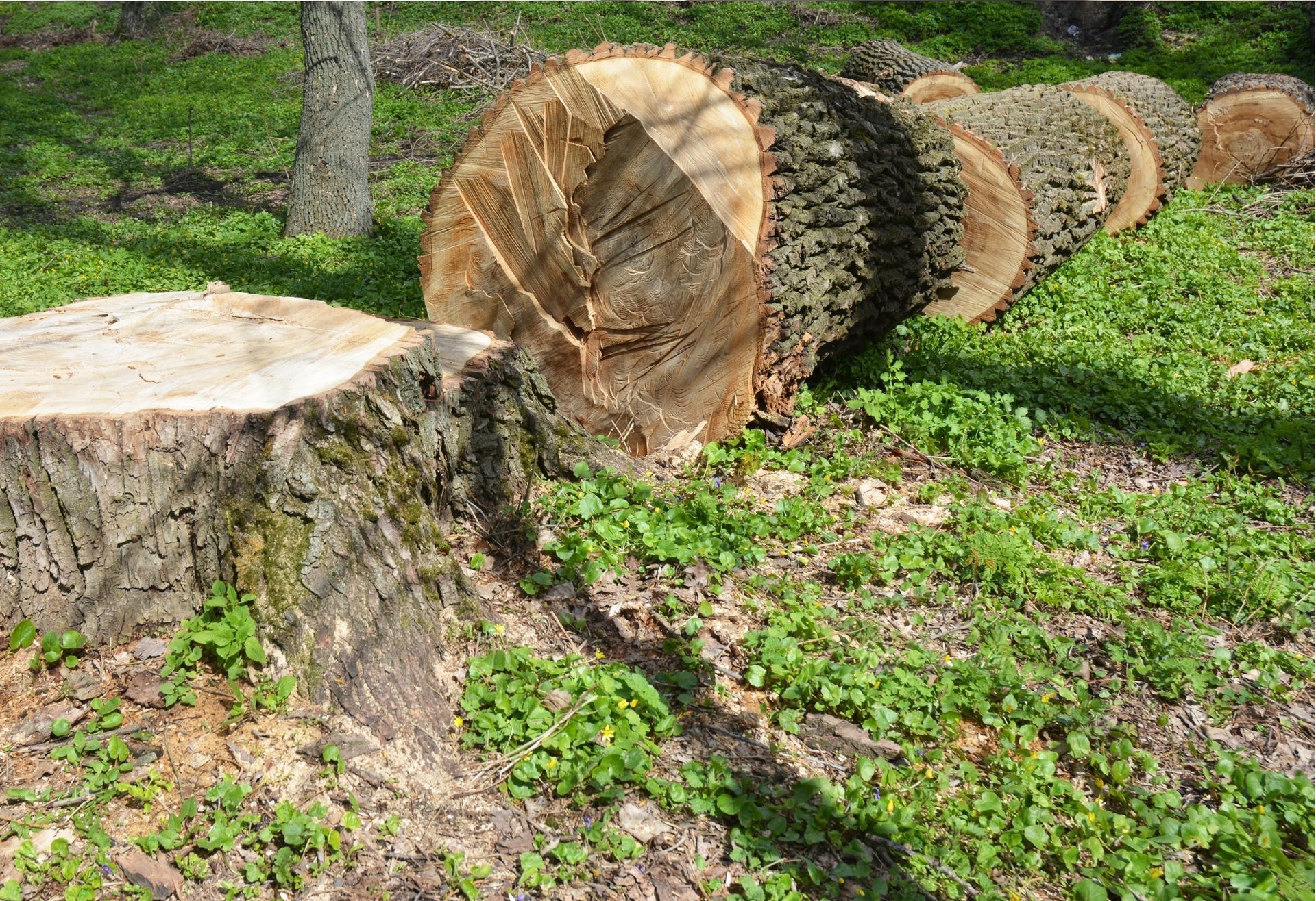 Tree Services in tipton county