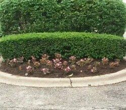Cypress Mulch – Louisville, KY – Wayne's Lawn Service
