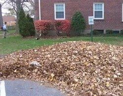 Dried Leaves – Louisville, KY – Wayne's Lawn Service