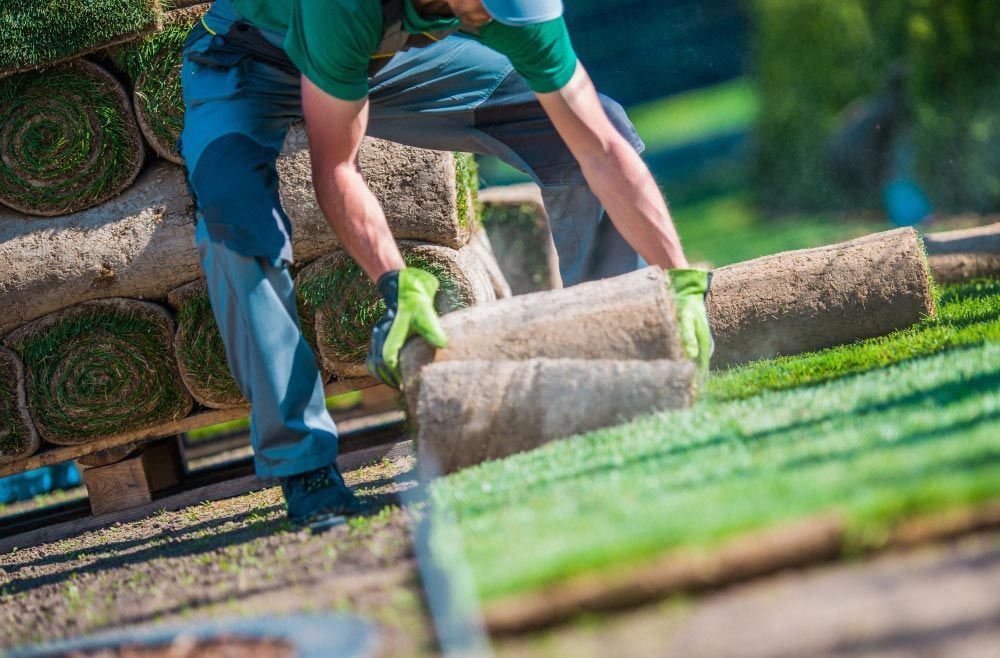 A Man Is Rolling Up Rolls Of Turf In A Yard — Barron River Lawns In Yungaburra, QLD