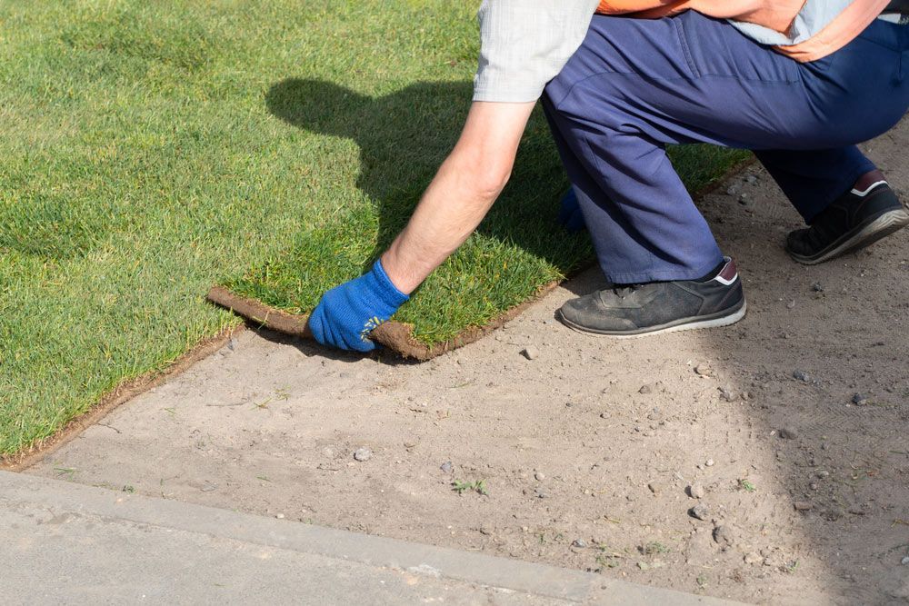 A Man Is Laying A Roll Of Grass On The Ground — Barron River Lawns In Biboohra, QLD