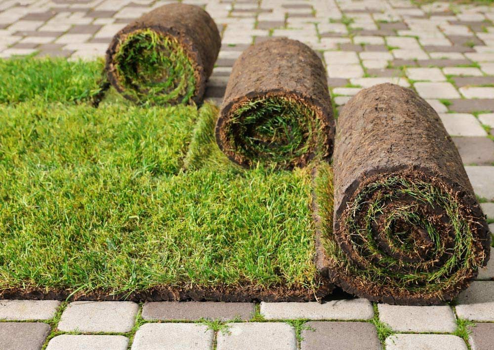 A Roll Of Turfs — Barron River Lawns In Biboohra, QLD
