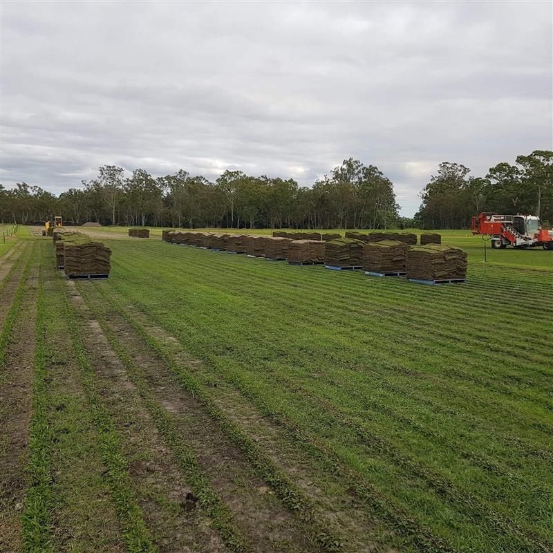 A Large Field Filled With Lots Of Rolls Of Grass — Barron River Lawns In Biboohra, QLD