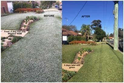A Before And After Picture Of A Lawn — Barron River Lawns In Biboohra, QLD