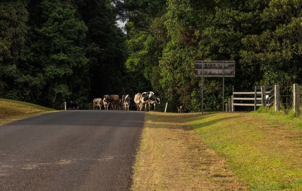 A Group Of Cows Are Standing On The Side Of A Road — Barron River Lawns In Atherton, QLD
