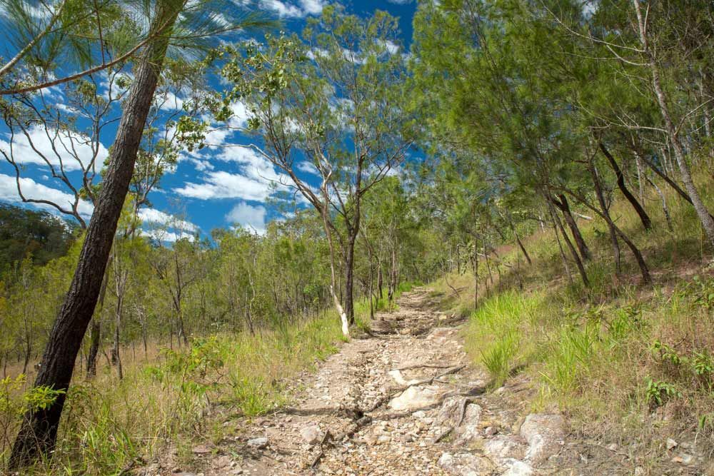A Dirt Path Going Through A Lush Green Forest — Barron River Lawns In Malanda, QLD