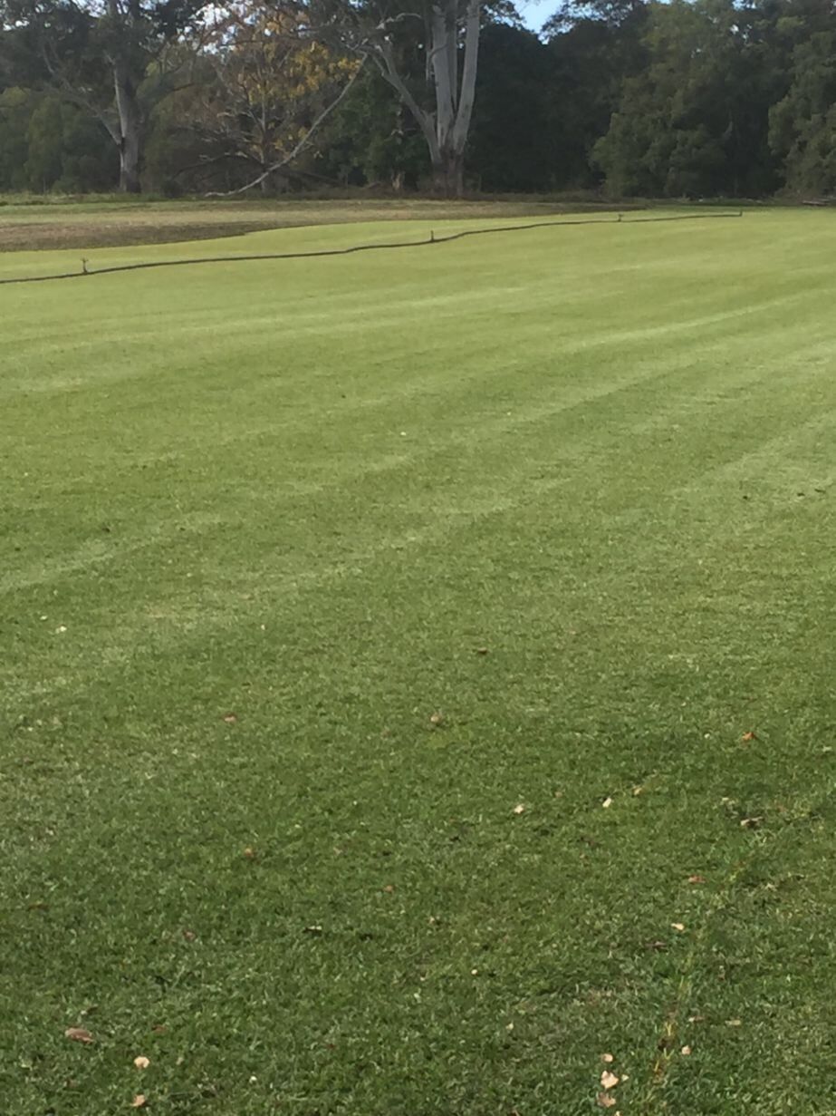 A Large Lush Green Field with Trees in the Background — Boambee Turf In Bonville, NSW