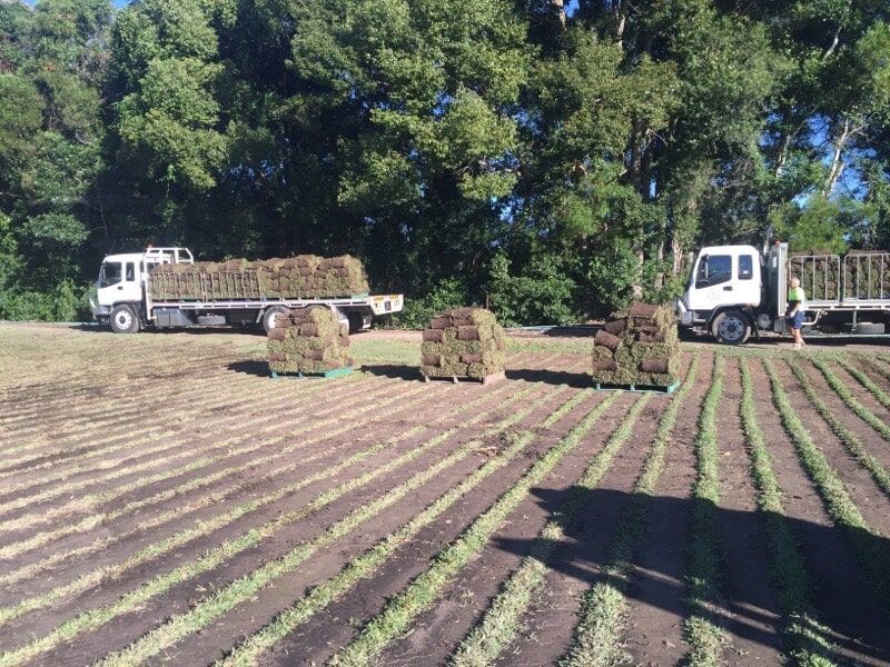 A Truck is Carrying rolls of Grass in a field — Boambee Turf In Bonville, NSW
