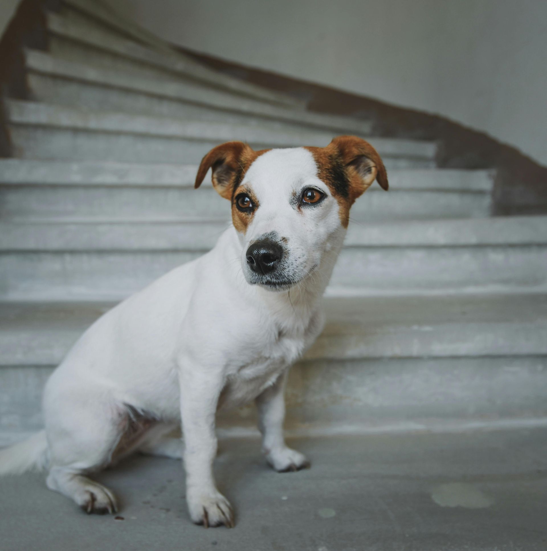 A small white and brown dog is sitting on a set of stairs.