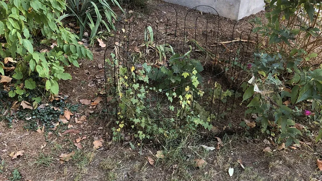 Green ivy-covered wall beside a leaf-strewn garden path and a stone ledge