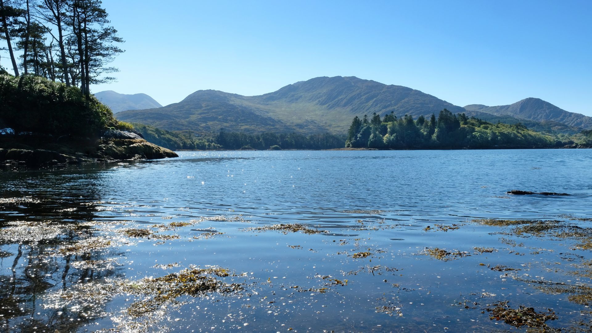 Calm water with seaweed reflects a sunny sky and forested mountains in the distance.