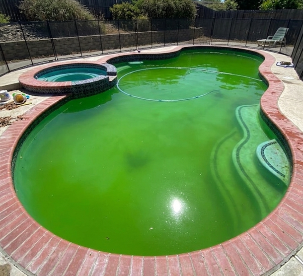 Backyard swimming pool filled with green algae water.