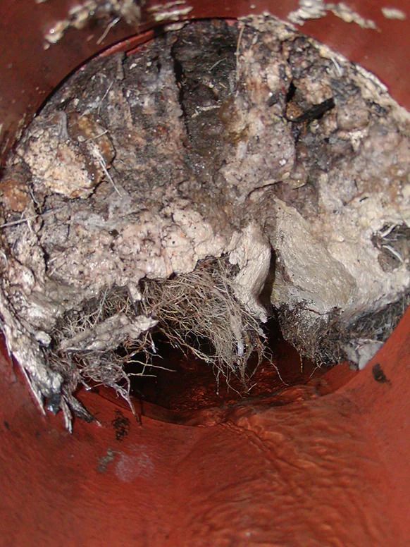 A close up of a drain with roots coming out of it.