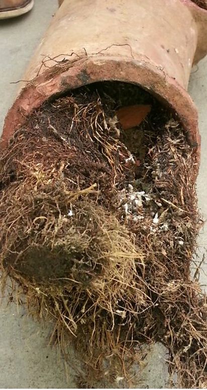 A close up of the roots of a potted plant.