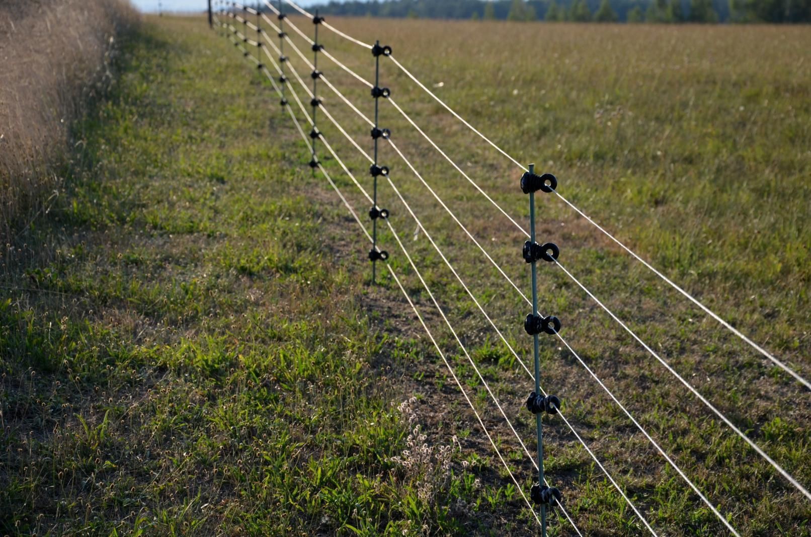 Electric fence in grassy field, with white wires and black insulators.