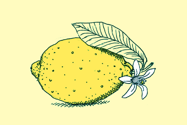 Eine Illustration einer Zitrone mit einem Blatt und einer Blüte.