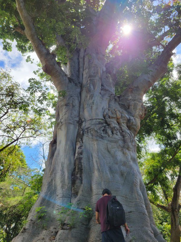 Man in The Forest — Nationwide — Bringing Balance Back