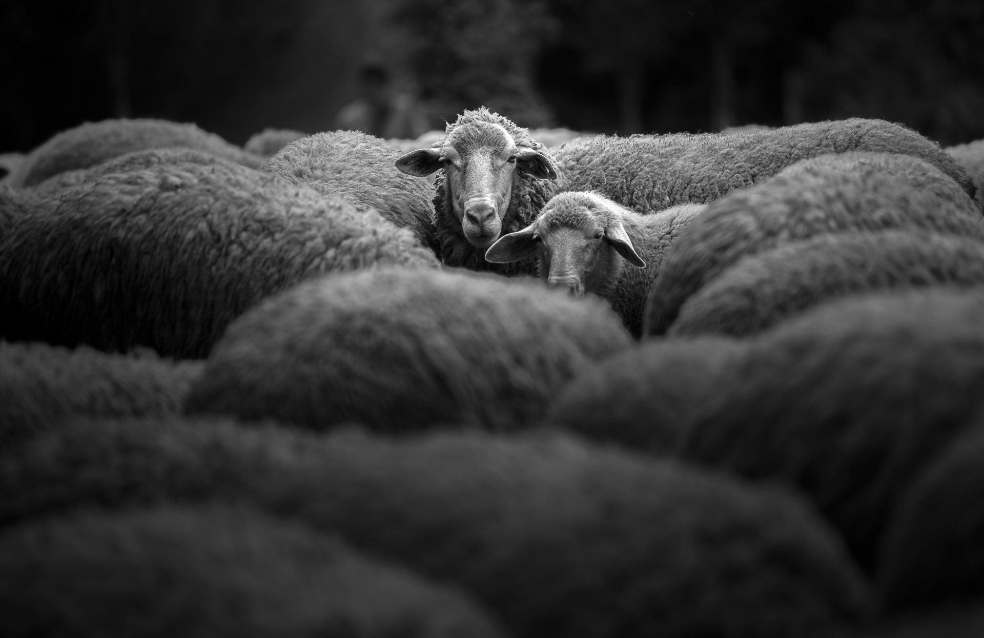 wool sustainability climate change environment
