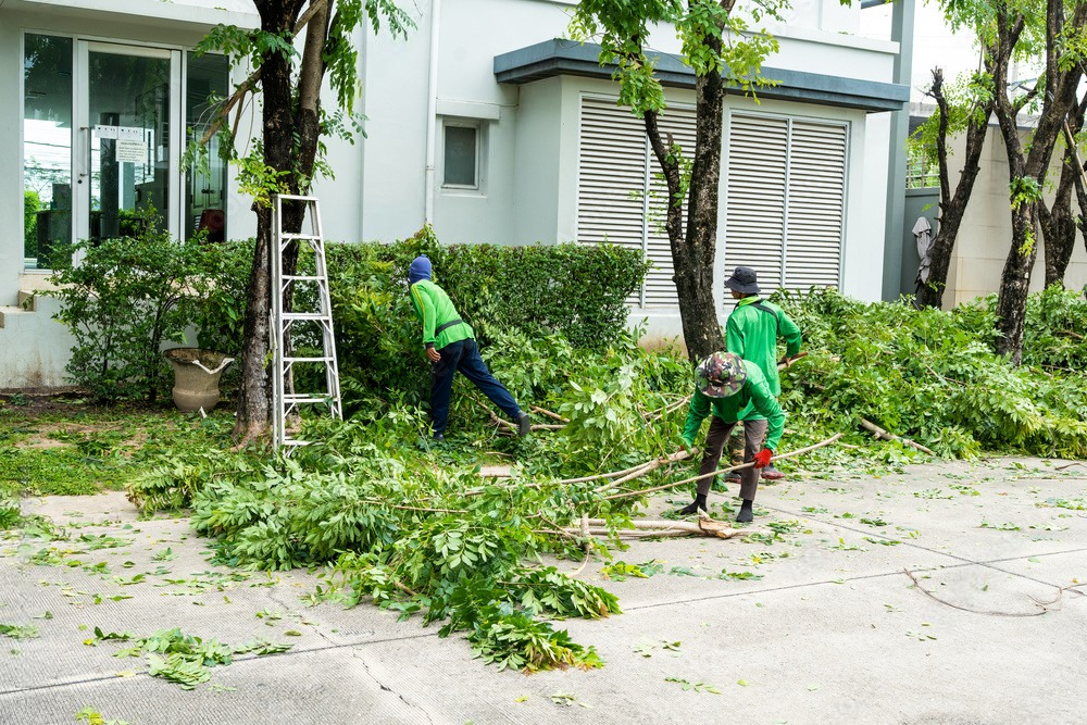 a ladder is being used to remove branches from a tree