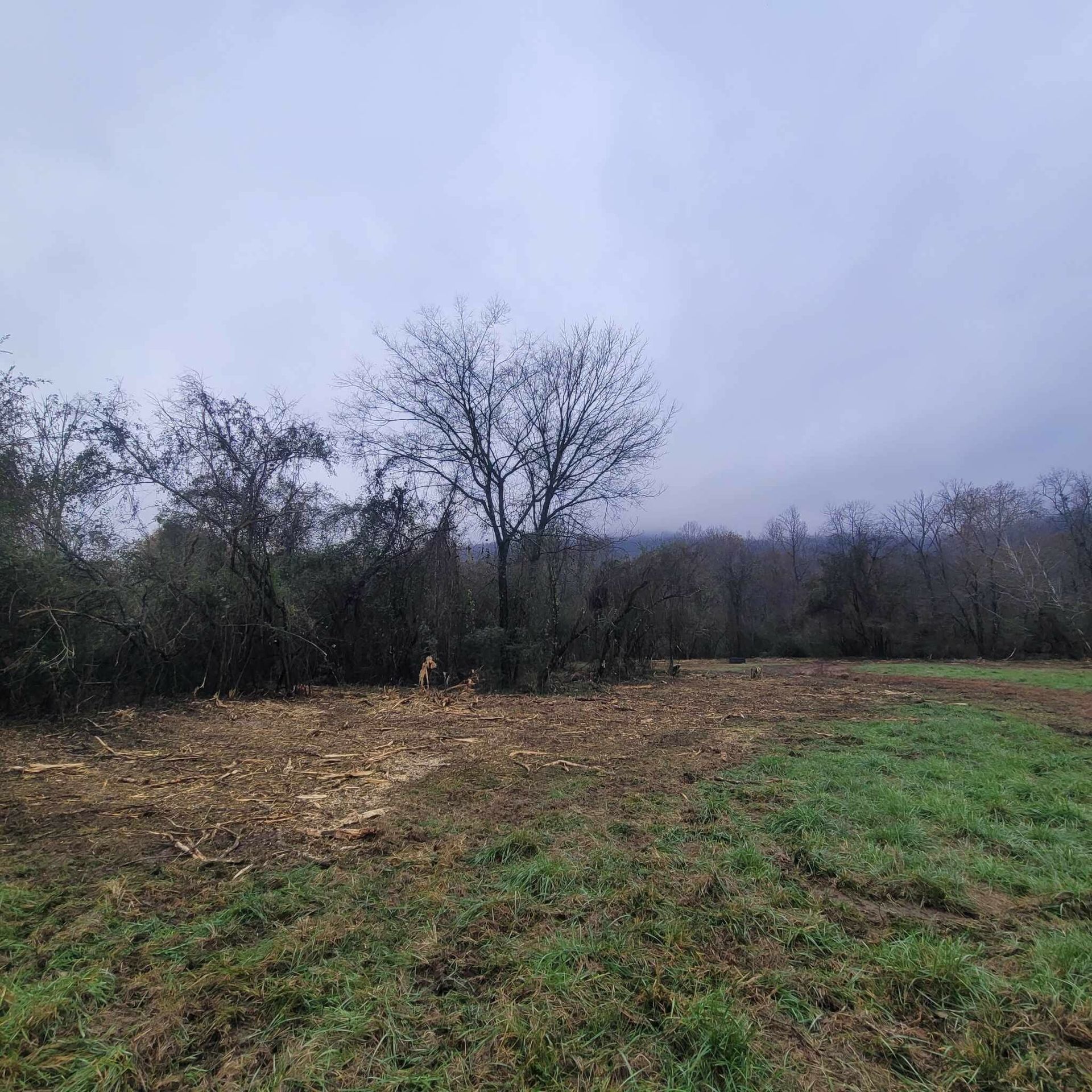 A field with trees in the background and a cloudy sky