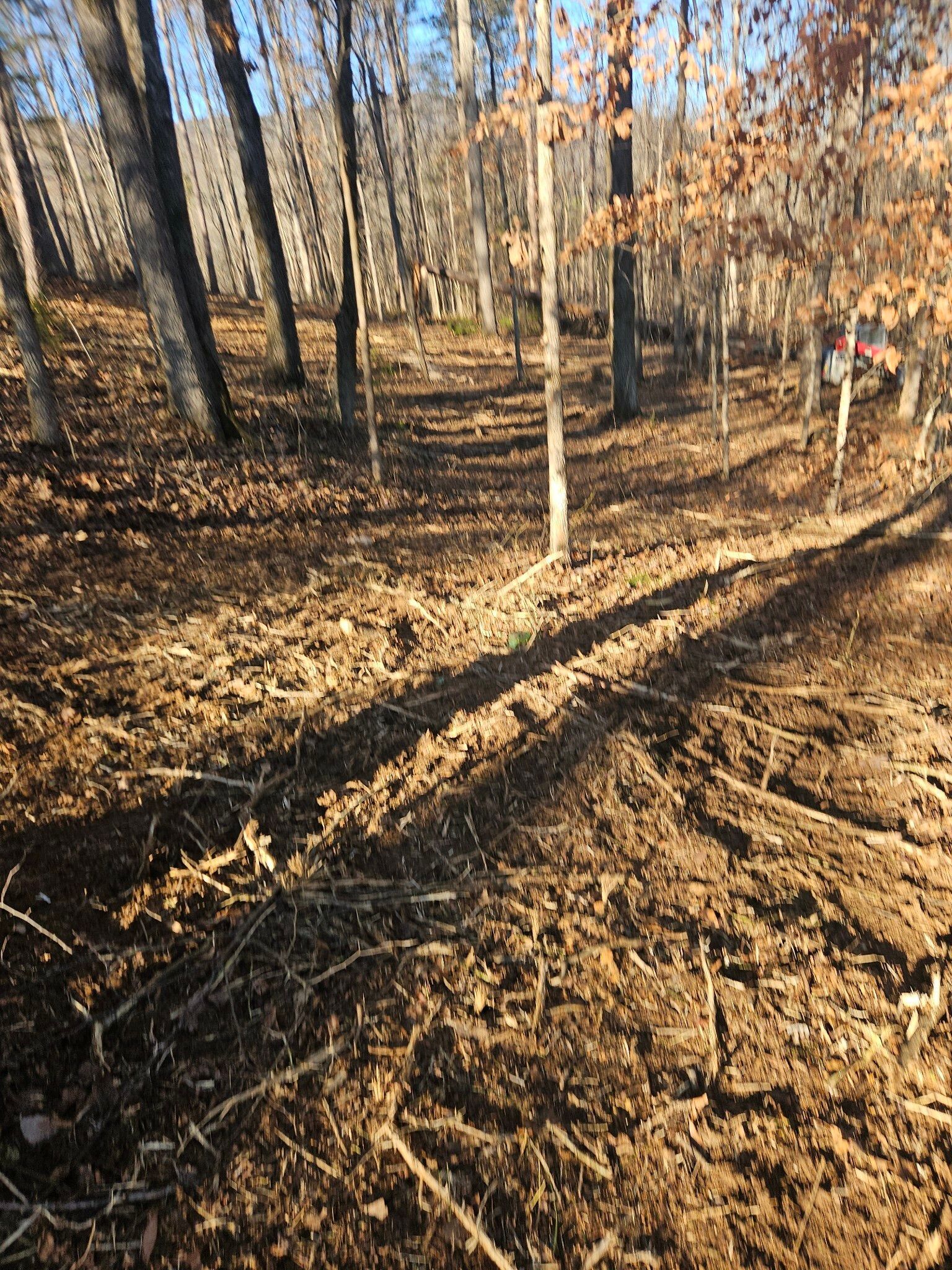A path in the middle of a forest with trees and leaves on the ground.